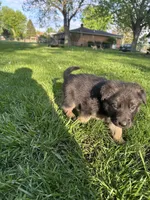Red, a female German Shepherd Dog for sale in Goshen, IN – 3 of 3