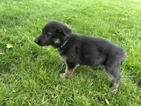 Abby, a female German Shepherd Dog for sale in Goshen, IN – 2 of 3