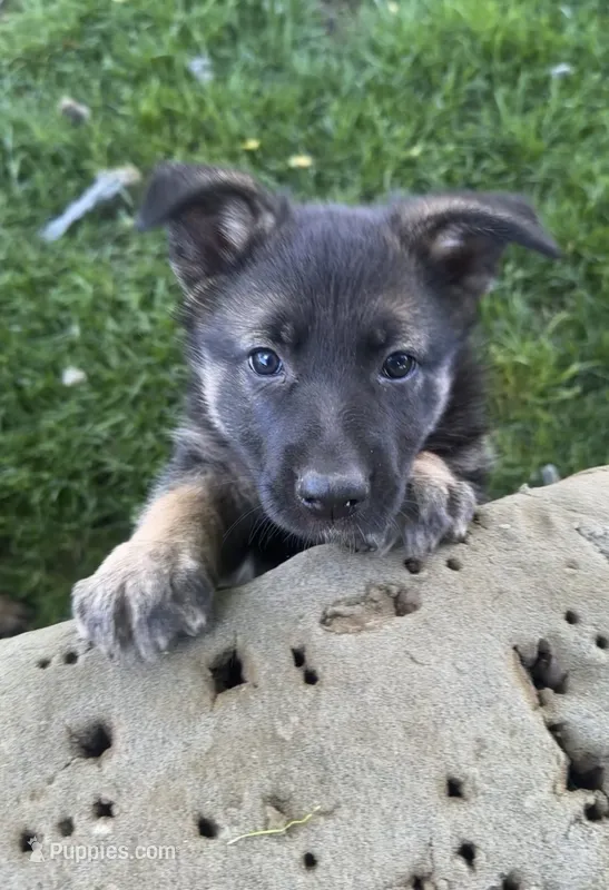 Dorah – German Shepherd Dog puppy for sale in Goshen, IN