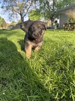 Max, a male German Shepherd Dog for sale in Goshen, IN – 1 of 3