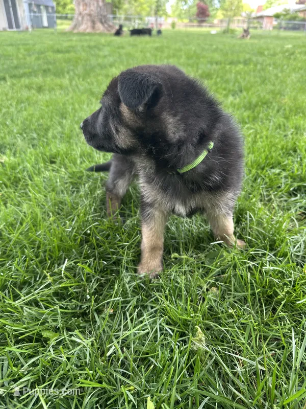 Abby – German Shepherd Dog puppy for sale in Goshen, IN