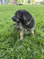 Abby, a female German Shepherd Dog for sale in Goshen, IN – 1 of 3