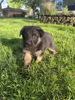 Max, a male German Shepherd Dog for sale in Goshen, IN – 3 of 3