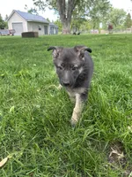 Dorah, a female German Shepherd Dog for sale in Goshen, IN – 3 of 3