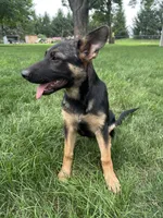 Dorah, a female German Shepherd Dog for sale in Goshen, IN – 2 of 4