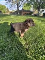 Red, a female German Shepherd Dog for sale in Goshen, IN – 2 of 3