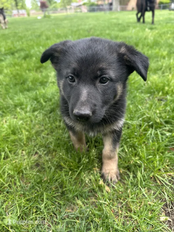 Mia – German Shepherd Dog puppy for sale in Goshen, IN