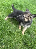 Abby, a female German Shepherd Dog for sale in Goshen, IN – 3 of 3