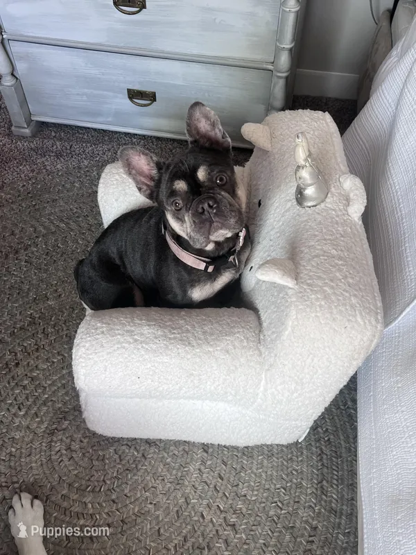 Chani  – French Bulldog puppy for sale in Atlanta, GA