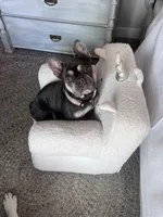 Chani , a female French Bulldog for sale in Atlanta, GA – Photo 1 of 2