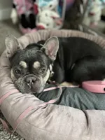 Chani , a female French Bulldog for sale in Atlanta, GA – Photo 2 of 2