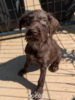 Cocoa, a female German Wirehaired Pointer for sale in Abbeville, SC – 2 of 5