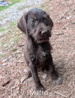 Mocha, a female German Wirehaired Pointer for sale in Abbeville, SC – 1 of 2
