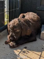 Cocoa, a female German Wirehaired Pointer for sale in Abbeville, SC – 3 of 5