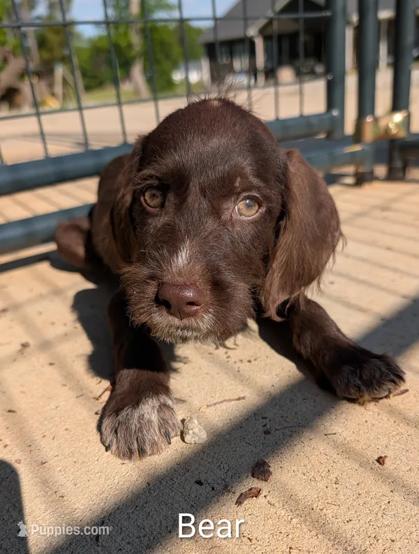 Bear – German Wirehaired Pointer puppy for sale in Abbeville, SC