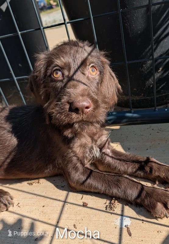 Mocha – German Wirehaired Pointer puppy for sale in Abbeville, SC