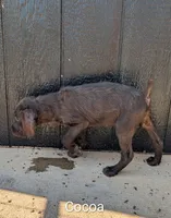 Cocoa, a female German Wirehaired Pointer for sale in Abbeville, SC – 5 of 5