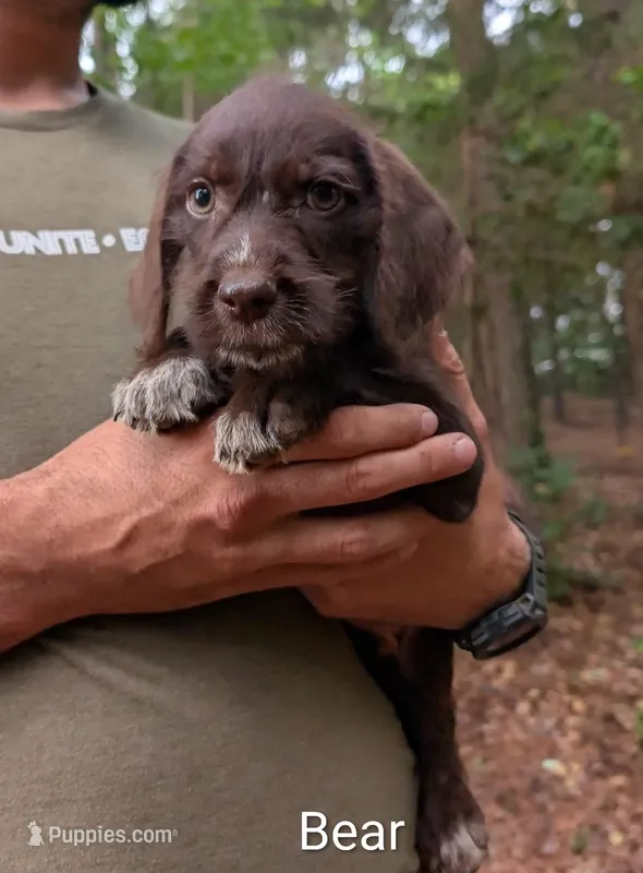 Bear – German Wirehaired Pointer puppy for sale in Abbeville, SC
