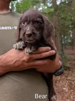 Bear, a male German Wirehaired Pointer for sale in Abbeville, SC – 1 of 2