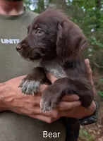 Bear, a male German Wirehaired Pointer for sale in Abbeville, SC – 2 of 2