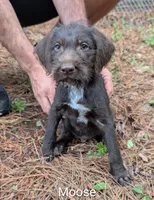 Moose, a male German Wirehaired Pointer for sale in Abbeville, SC – 1 of 2