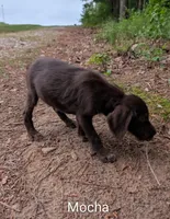 Mocha, a female German Wirehaired Pointer for sale in Abbeville, SC – 2 of 2
