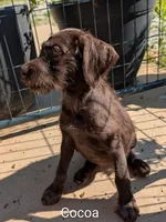 Cocoa, a female German Wirehaired Pointer for sale in Abbeville, SC – 4 of 5