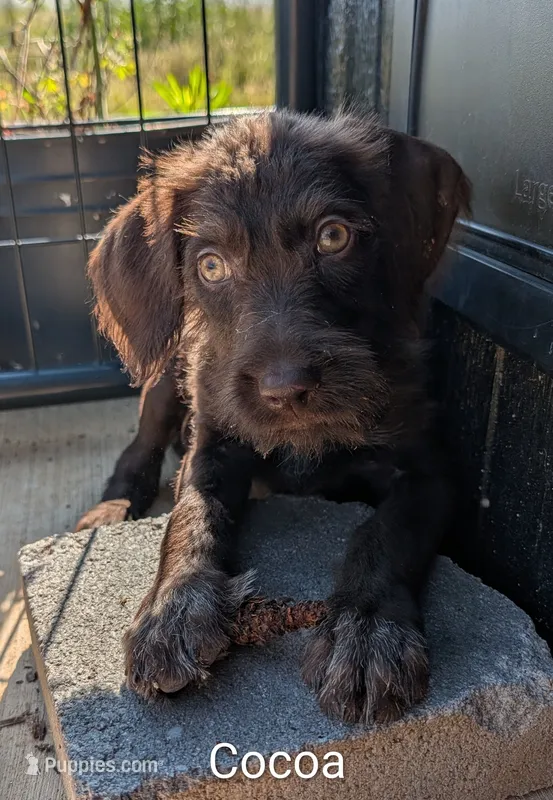 Cocoa – German Wirehaired Pointer puppy for sale in Abbeville, SC