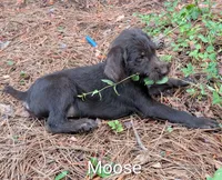 Moose, a male German Wirehaired Pointer for sale in Abbeville, SC – 2 of 2