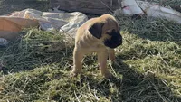 Fawn girl, a female Cane Corso for sale in Tremonton, UT – Photo 2 of 2