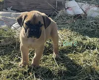Fawn girl, a female Cane Corso for sale in Tremonton, UT – Photo 1 of 2