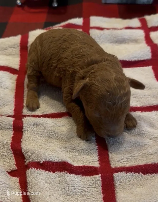 Sassy – Poodle - Toy  puppy for sale in Grenada, MS