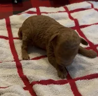 Sassy, a female Poodle - Toy  for sale in Grenada, MS – Photo 2 of 3
