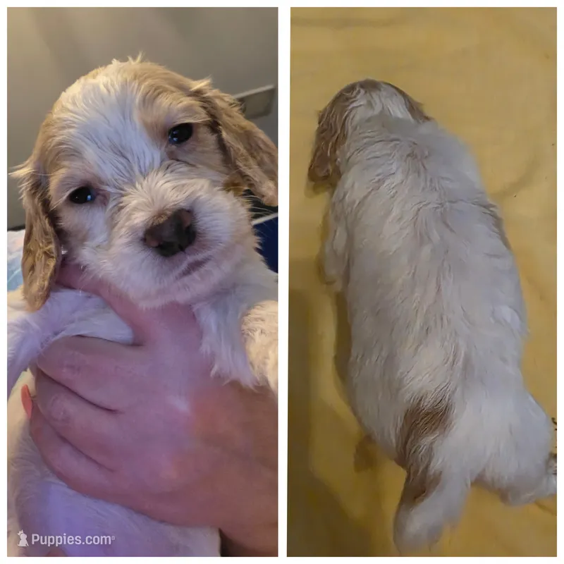 BUBBA  – English Cocker Spaniel puppy for sale in Griffin, GA