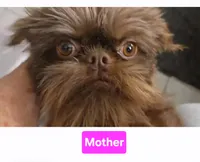 Girl #1, a  Brussels Griffon for sale in Corona, CA – 4 of 10