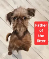 Girl #1, a  Brussels Griffon for sale in Corona, CA – Photo 8 of 10