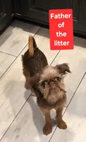 Girl #1, a  Brussels Griffon for sale in Corona, CA – Photo 10 of 10