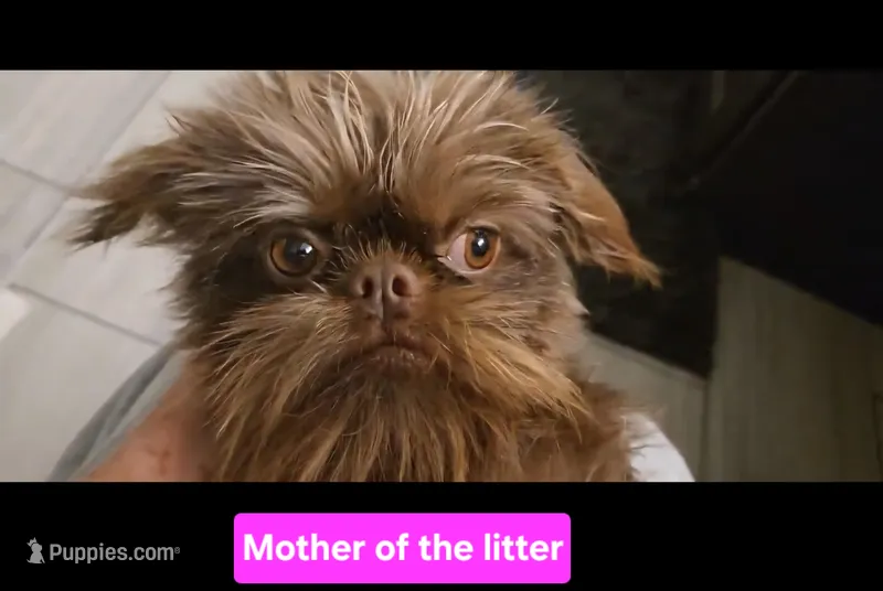 Girl #1 – Brussels Griffon puppy for sale in Corona, CA