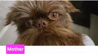 Girl #1, a  Brussels Griffon for sale in Corona, CA – 10 of 10