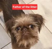 Girl #1, a  Brussels Griffon for sale in Corona, CA – Photo 2 of 10