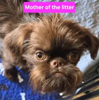Girl #1, a  Brussels Griffon for sale in Corona, CA – Photo 5 of 10