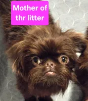 Boy #1, a  Brussels Griffon for sale in Corona, CA – Photo 10 of 10