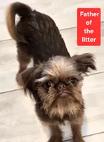 Boy #1, a  Brussels Griffon for sale in Corona, CA – Photo 3 of 10