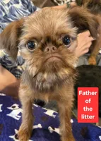Boy #1, a  Brussels Griffon for sale in Corona, CA – Photo 5 of 10