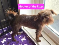 Boy #1, a  Brussels Griffon for sale in Corona, CA – Photo 8 of 10