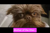 Boy #1, a  Brussels Griffon for sale in Corona, CA – 9 of 10