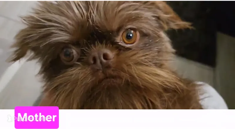 Boy #1 – Brussels Griffon puppy for sale in Corona, CA