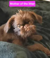 Boy #1, a  Brussels Griffon for sale in Corona, CA – Photo 2 of 10