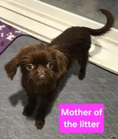 Boy #1, a  Brussels Griffon for sale in Corona, CA – Photo 4 of 10