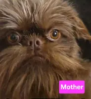 Boy #1, a  Brussels Griffon for sale in Corona, CA – 3 of 10
